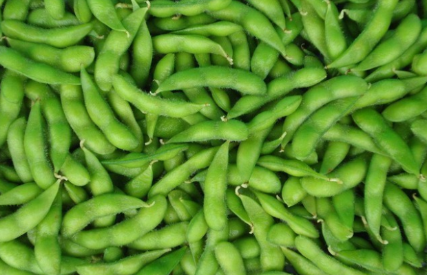 毛豆荚