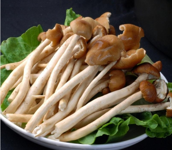 茶树菇