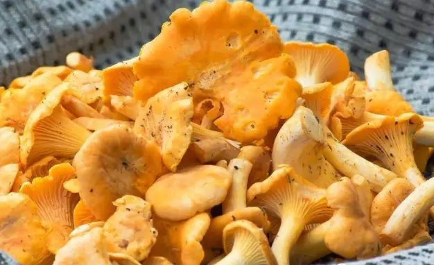 鸡油菌